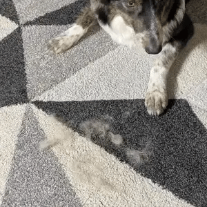 The Lush Brush™