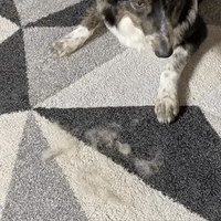 The Lush Brush™
